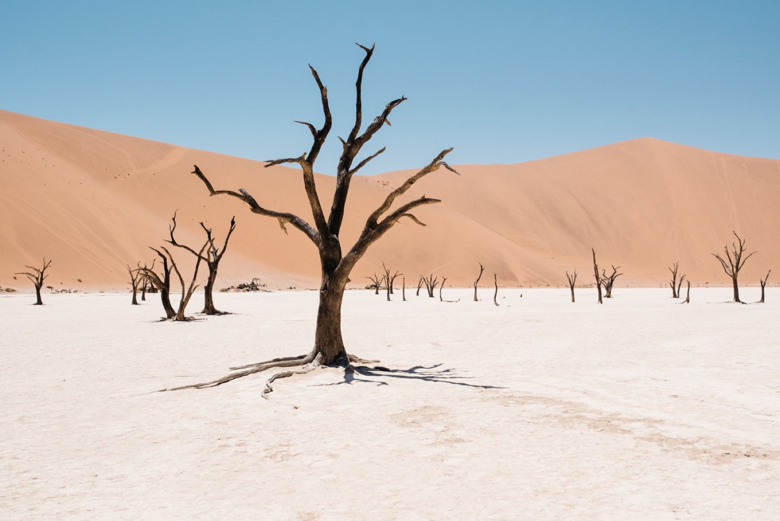 Dead trees and red dunes in Deadvlei, Namibia