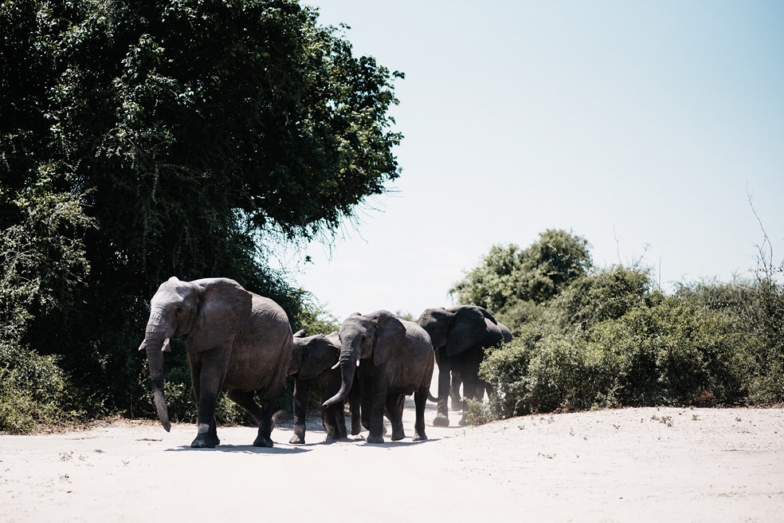 Elephants crossing a sandy track during the first journey in Southern Africa