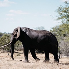 Elephant in Kruger National Park, South Africa