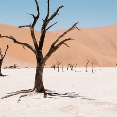 Dunes in the Namib Desert