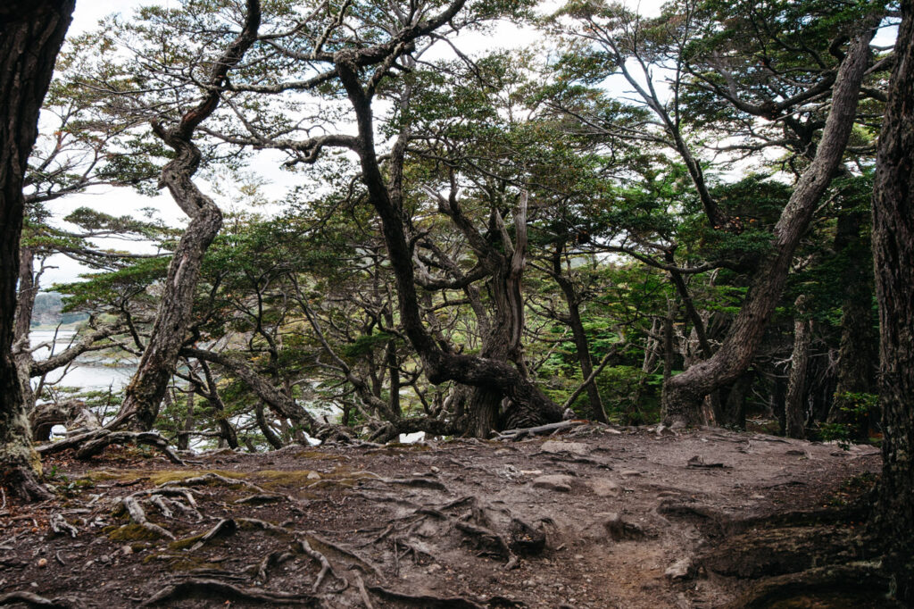 Gewundene Bäume entlang des Sendero Costera