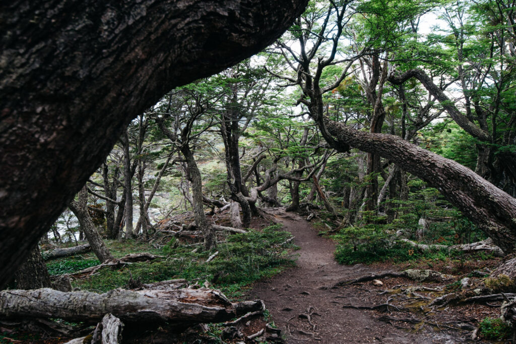Wanderweg durch den Wald am Sendero Costera