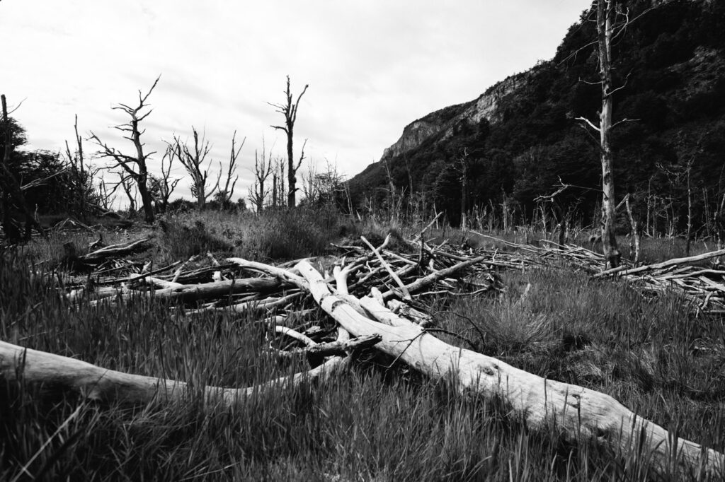 Abgestorbener Wald einer Biberkolonie in der Bahia Lapataia