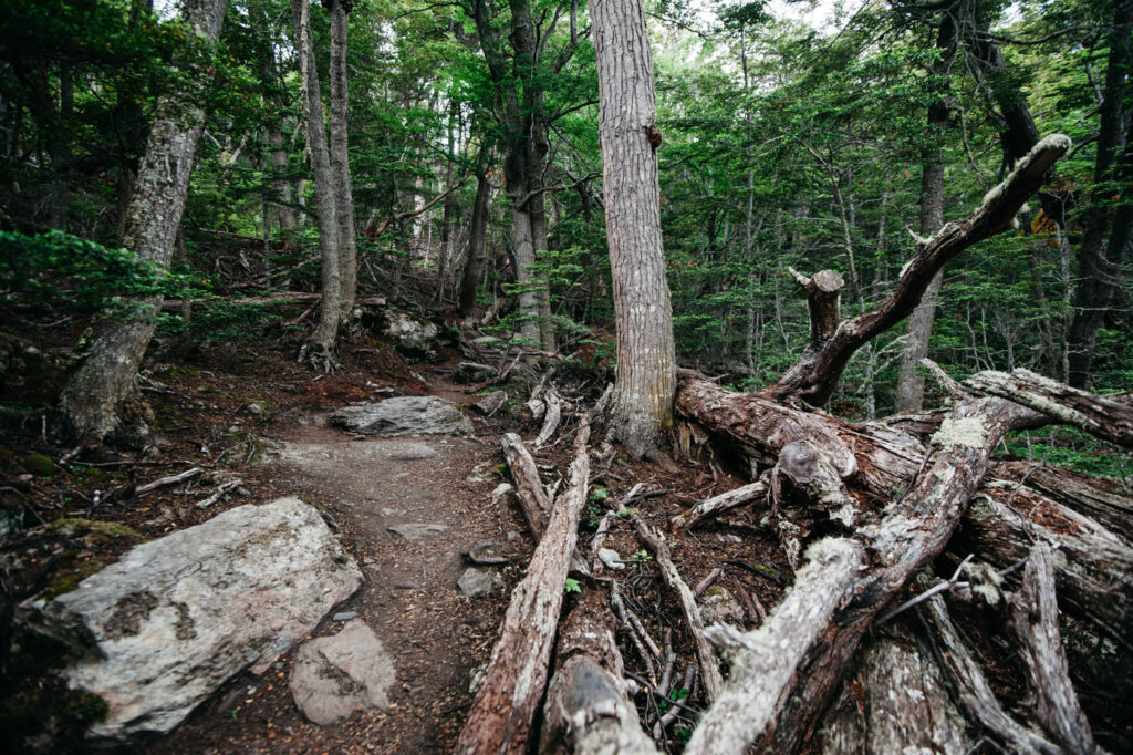 Waldweg auf der Wanderung zum HITO XXIV