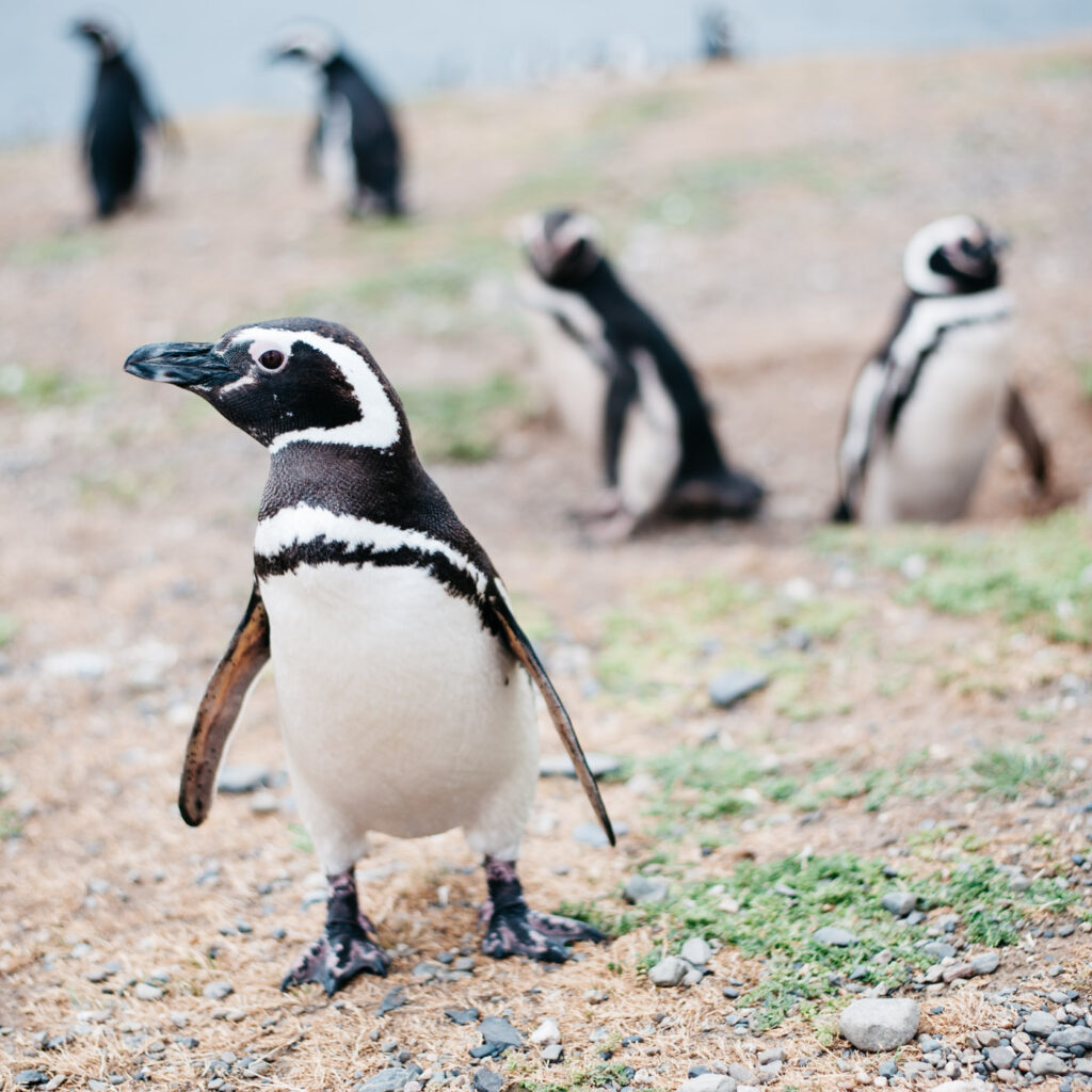Magellan-Pinguin blickt auf der Isla Magdalena in die Kamera