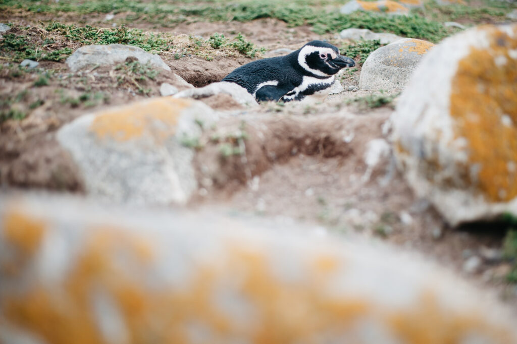 Magellan-Pinguin auf der Isla Magdalena