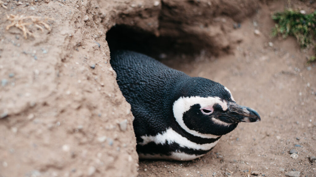 Magellan-Pinguin sitzt am Eingang seiner Bruthöhle
