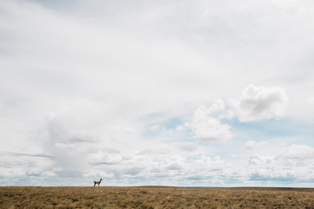 Guanako allein in der weiten patagonischen Steppe