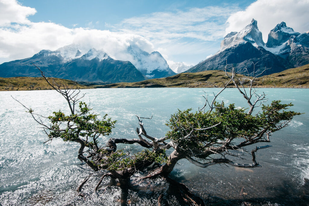 Torres del Paine with a tree in the foreground