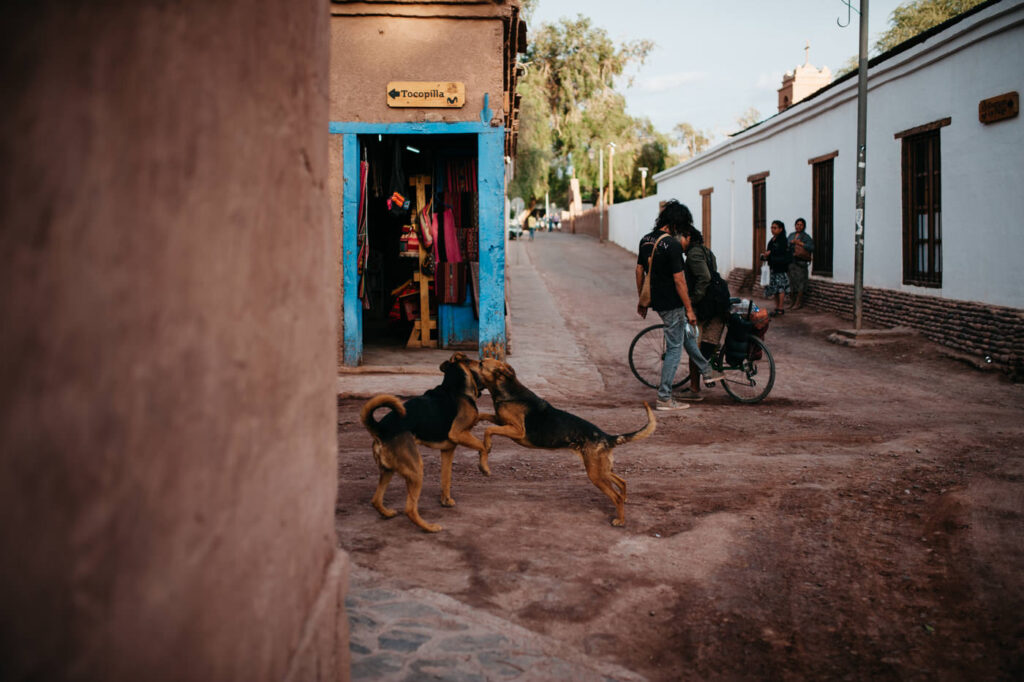 Zwei Hunde spielen auf einer unbefestigten Straße in San Pedro de Atacama