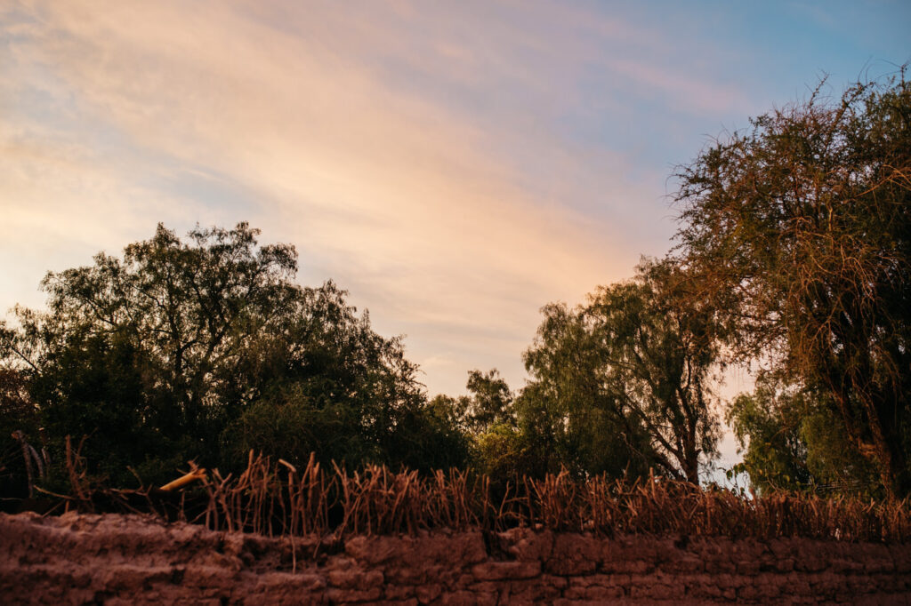 Bäume und Lehmziegelmauer im Abendlicht von San Pedro de Atacama