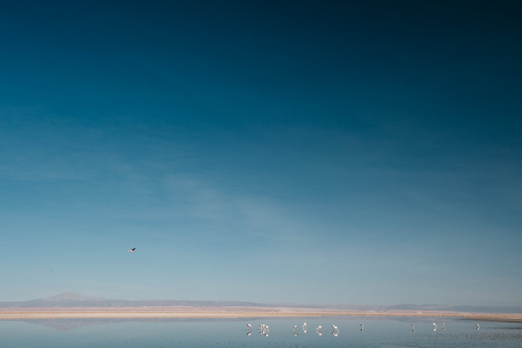 Flamingos in der flachen Laguna Chaxa unter weitem blauem Himmel