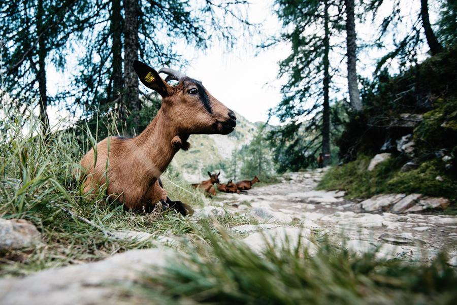 Ziege am Wanderweg auf der Reiteralm