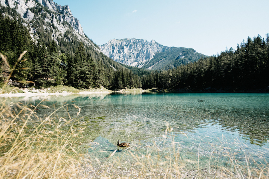 Ente im türkisfarbenen Grünen See vor den Bergen