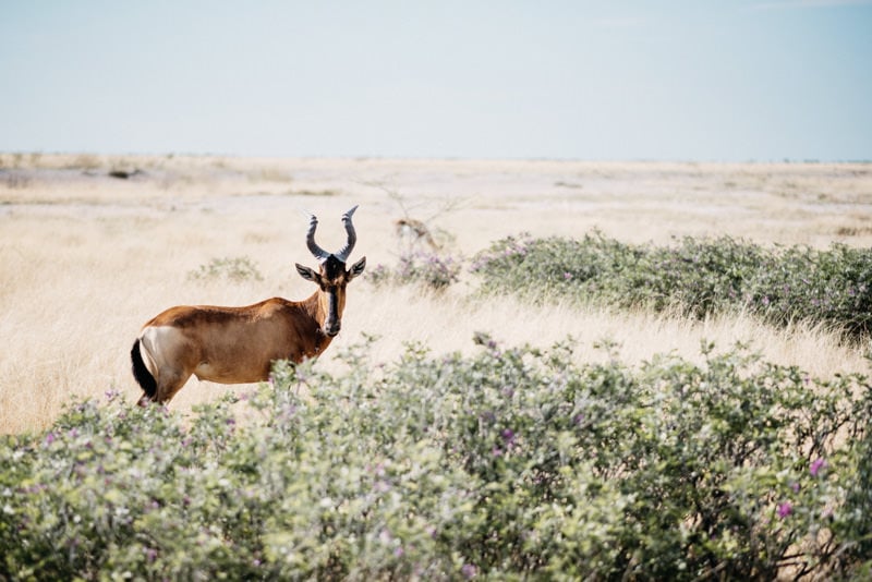 Gemsbock in Etosha National Park Namibia