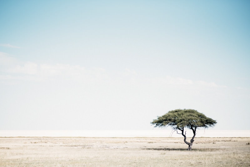 Lonely Tree in Etosha National Park Namibia