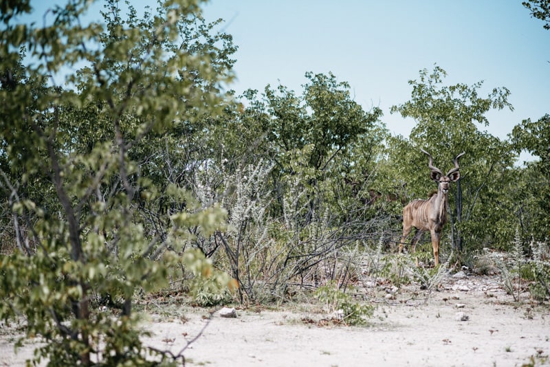 Gemsbock in Etosha National Park Namibia