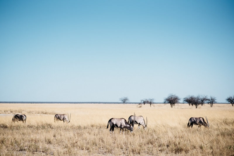 Orix in Namibia Etosha National Park