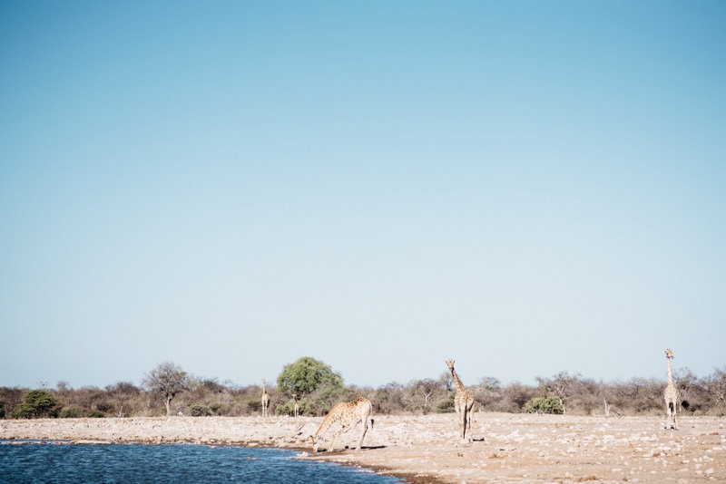 Drinking Giraffe in Namibia Etosha National Park