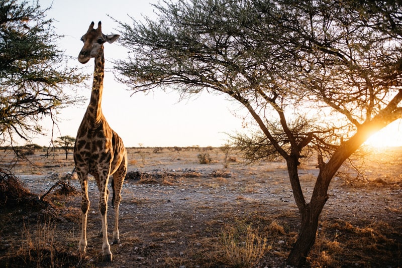 Giraffe at sunset in Namibia Etosha National Park