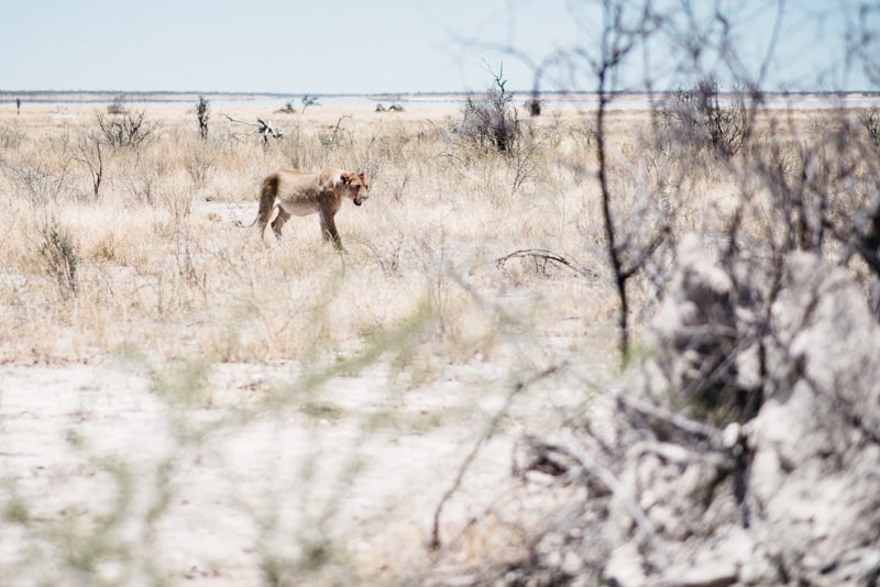 Lion in Namibia Etosha National Park