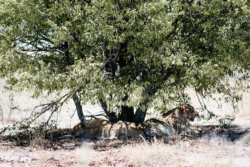 Lion in Namibia Etosha National Park
