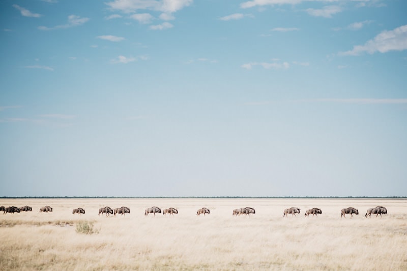 Wildebeest in Etosha National Park Namibia
