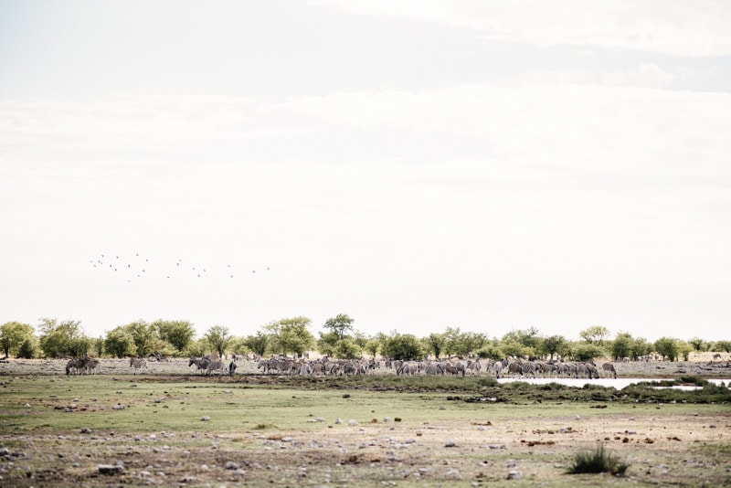 Zebra in Etosha National Park Namibia