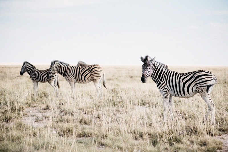 Zebras in Namibia Etosha National Park