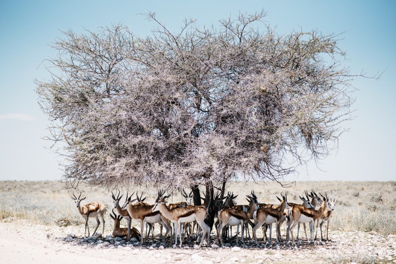 Gemsbock in Namibia Etosha National Park