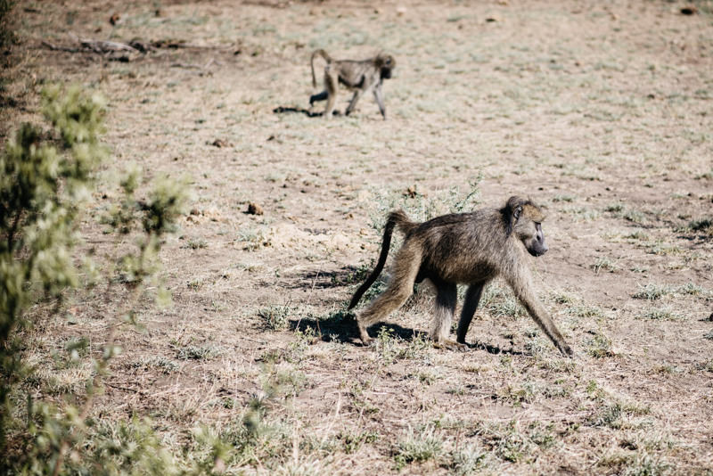 Paviane in der trockenen Landschaft des Kruger National Park