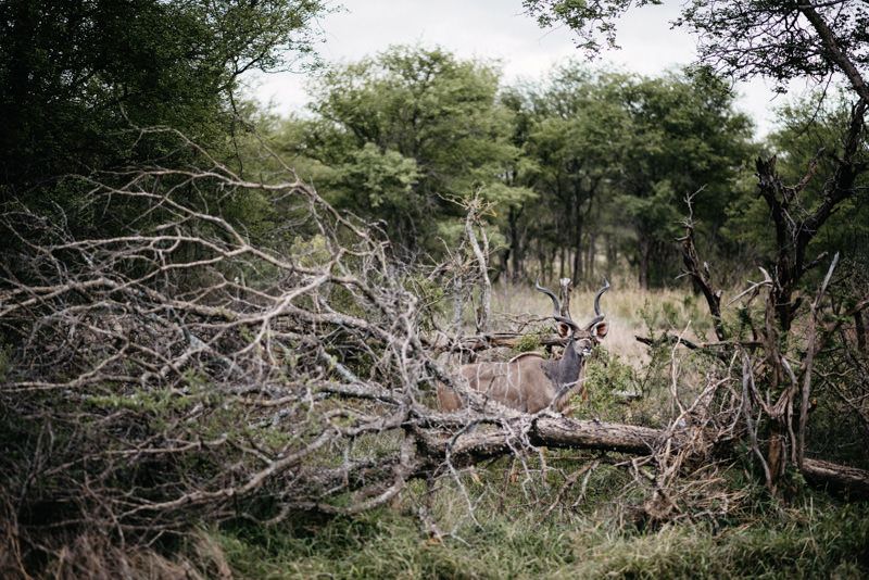 Kudu zwischen Ästen im Kruger National Park