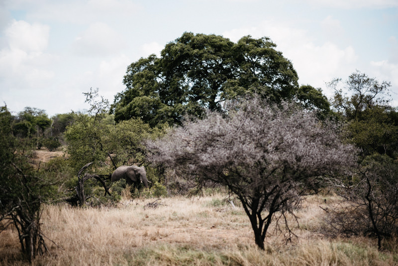 Afrikanischer Elefant zwischen Bäumen im Kruger National Park