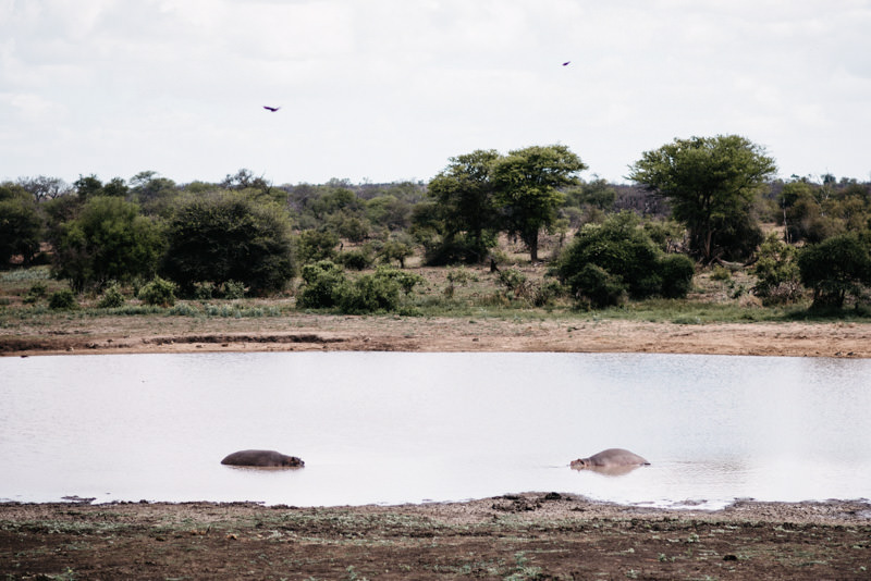 Zwei Flusspferde in einem Wasserloch im Kruger National Park