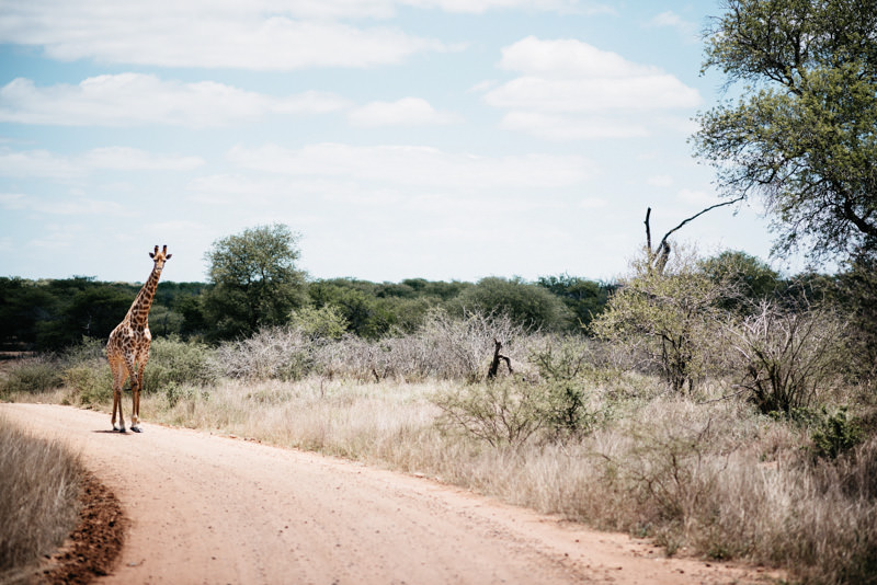 Giraffe auf einer Schotterstraße im Kruger National Park
