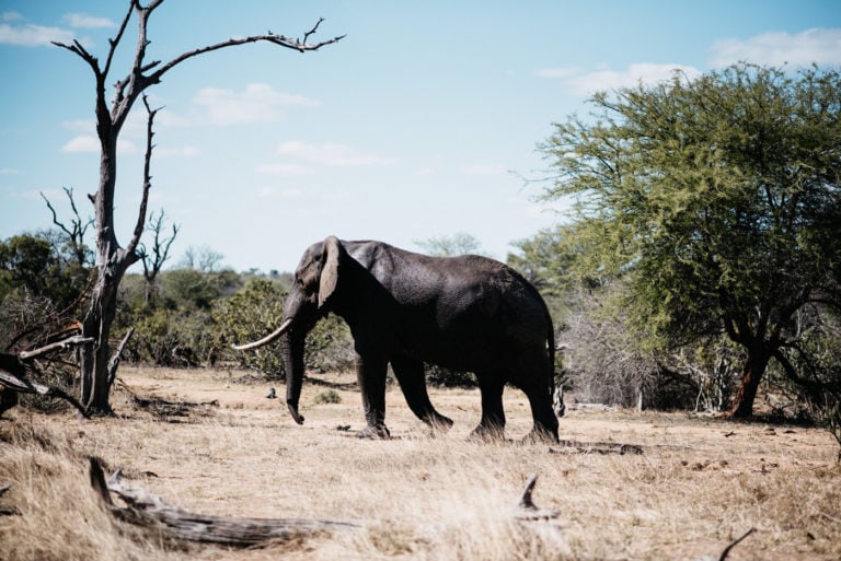African elephant in Kruger National Park