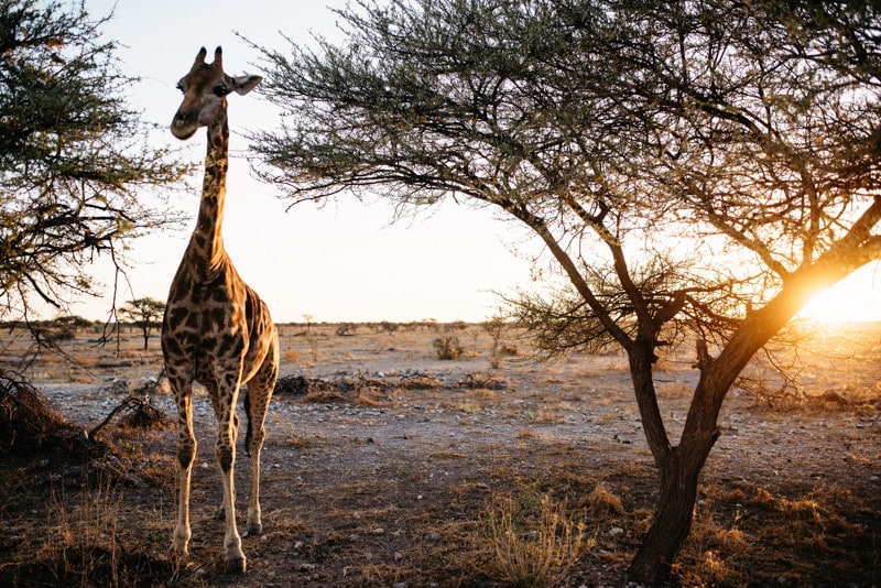 Giraffe Kruger National Park