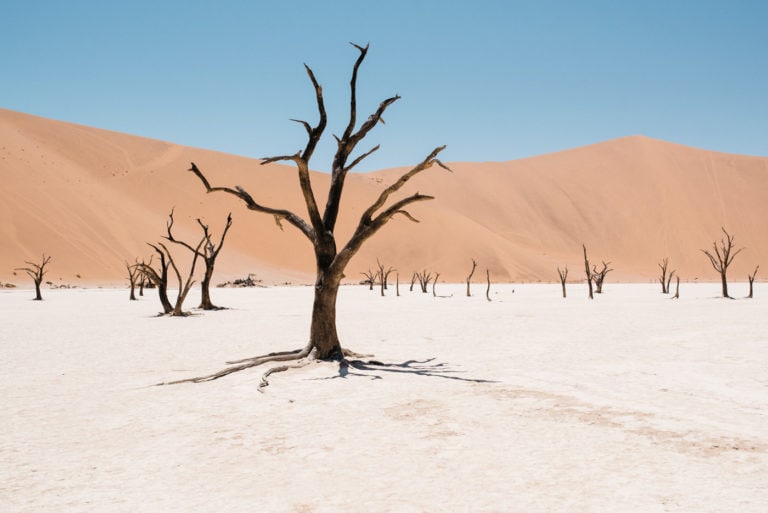 Dead Vlei in Sesriem Cover