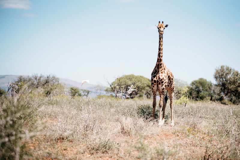 Giraffe im Busch des UMkhuze Game Reserve