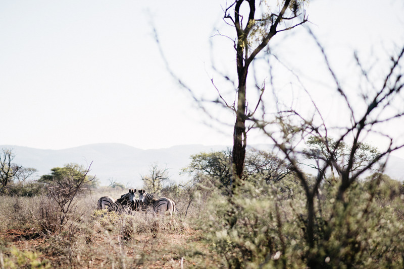 Zebras zwischen Büschen im UMkhuze Game Reserve