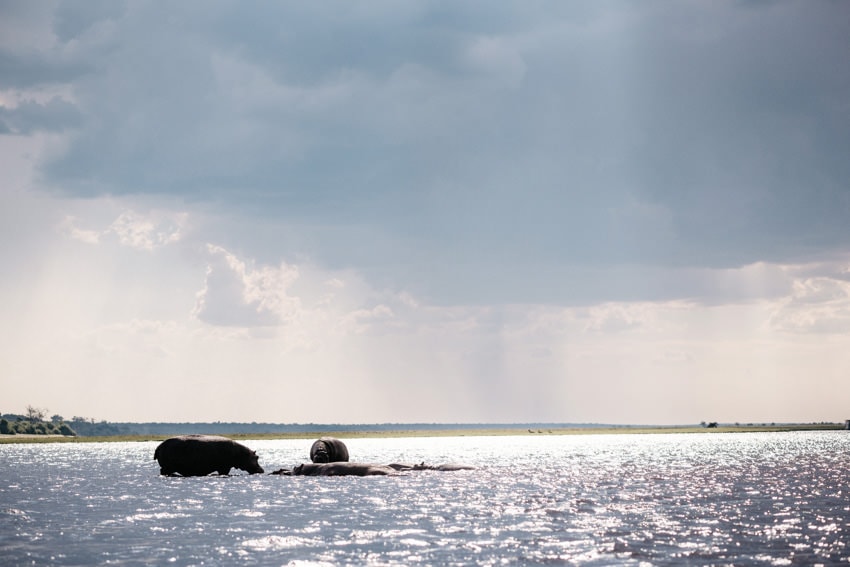 Chobe Boat Tour Hippos