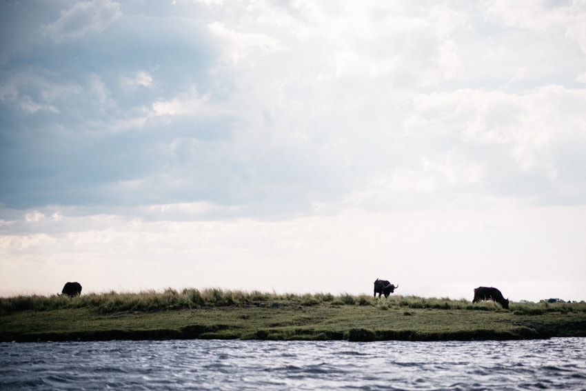 Chobe Boat Tour Water Buffalo