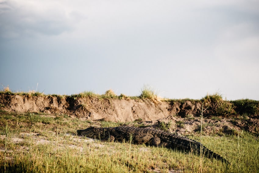 Chobe Boat Tour Alligator