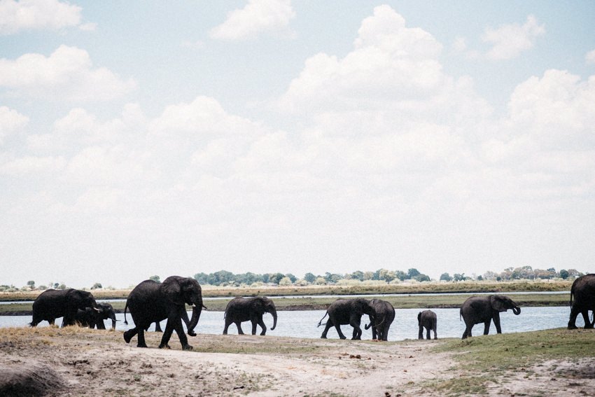 Elephant Herd in Chobe National Park