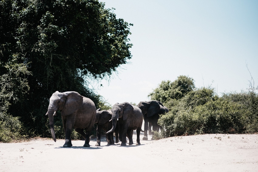 Elephant Herd Chobe National Park