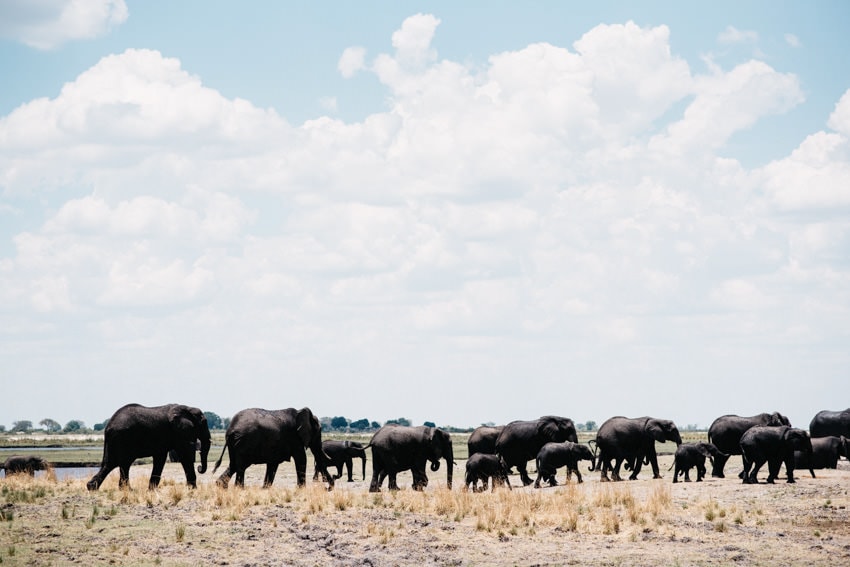 Huge Elephant Herd in Chobe
