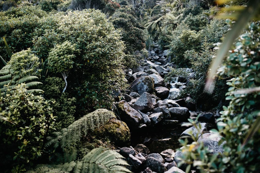 Rainforest on Heaphy Track