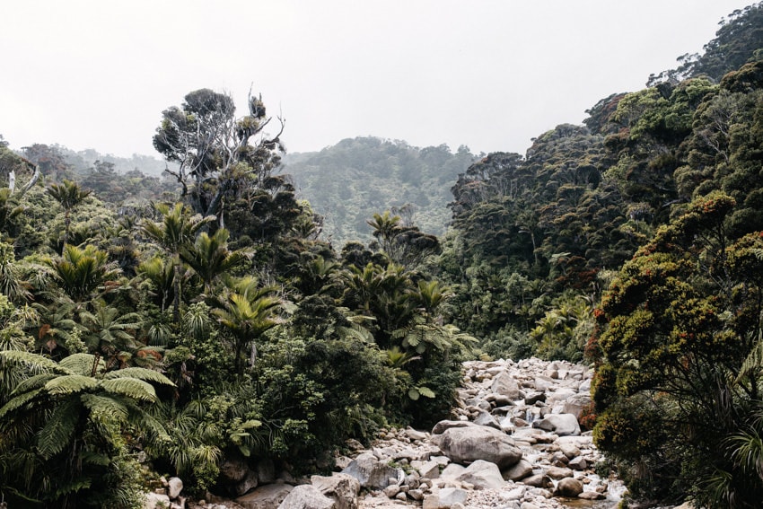 Heaphy Rainforest River