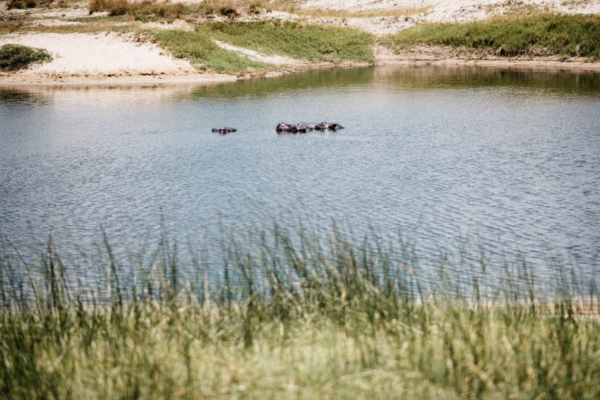 Hippo Chobe National Park