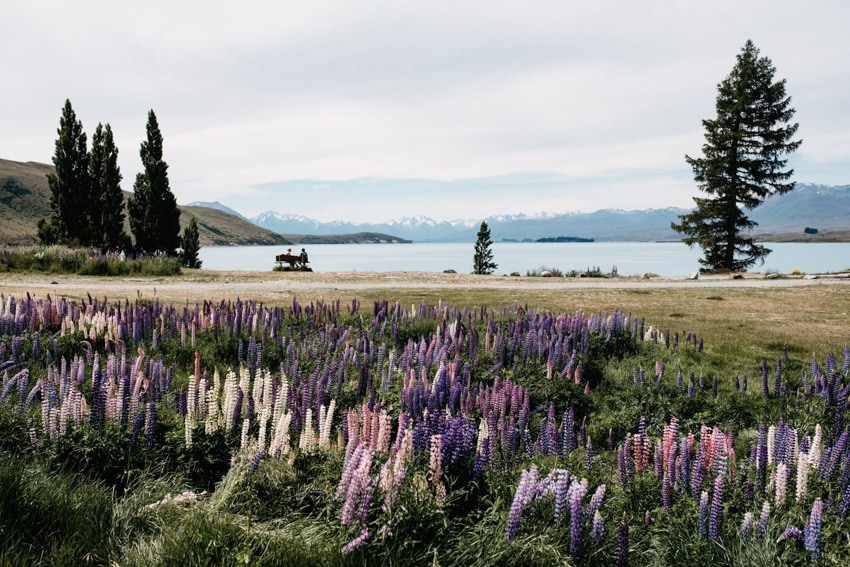 Lake Tekapo Lupines